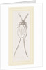 Cochineal Insects by Anonymous