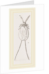 Cochineal Insects by Anonymous