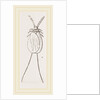 Cochineal Insects by Anonymous