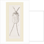 Cochineal Insects by Anonymous