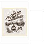 Greenfield-Cricket by Anonymous