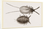 Cochineal Insects by Anonymous