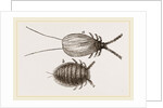 Cochineal Insects by Anonymous