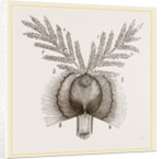 Germination of a Grain Wheat by Anonymous