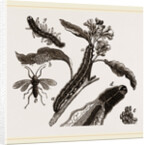 Ichneumons and Caterpillars by Anonymous