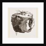 Ichneumon-Flies ovipositing by Anonymous