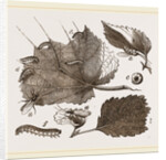 Saw-Fly of the Gooseberry by Anonymous