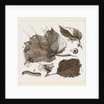 Saw-Fly of the Gooseberry by Anonymous