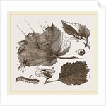 Saw-Fly of the Gooseberry by Anonymous