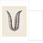 Ovipositor of Saw-Fly by Anonymous