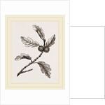 Galls of Oak by Anonymous