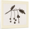 Currant-galls on Oak by Anonymous