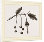 Currant-galls on Oak by Anonymous