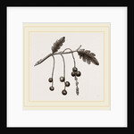 Currant-galls on Oak by Anonymous