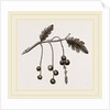 Currant-galls on Oak by Anonymous