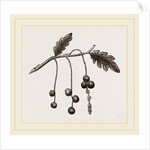 Currant-galls on Oak by Anonymous