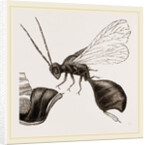 Gall-Fly by Anonymous