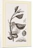 Eriosoma and Galls on Poplar by Anonymous