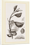 Eriosoma and Galls on Poplar by Anonymous