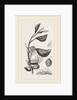Eriosoma and Galls on Poplar by Anonymous