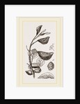 Eriosoma and Galls on Poplar by Anonymous