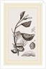 Eriosoma and Galls on Poplar by Anonymous