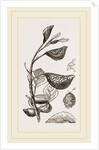 Eriosoma and Galls on Poplar by Anonymous