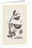 Eriosoma and Galls on Poplar by Anonymous