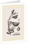 Eriosoma and Galls on Poplar by Anonymous