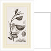 Eriosoma and Galls on Poplar by Anonymous