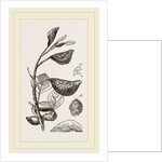 Eriosoma and Galls on Poplar by Anonymous