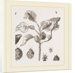 Eriosoma and Galls on Poplar by Anonymous