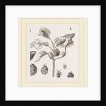 Eriosoma and Galls on Poplar by Anonymous