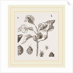 Eriosoma and Galls on Poplar by Anonymous
