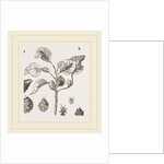 Eriosoma and Galls on Poplar by Anonymous