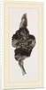 Pseudo-gall on Hawthorn by Anonymous