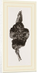 Pseudo-gall on Hawthorn by Anonymous