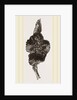 Pseudo-gall on Hawthorn by Anonymous