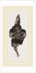 Pseudo-gall on Hawthorn by Anonymous