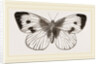 Cabbage-Butterfly by Anonymous