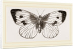 Cabbage-Butterfly by Anonymous