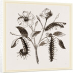 Caterpillars of Admirable Butterfly by Anonymous