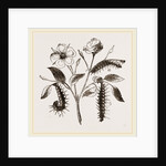 Caterpillars of Admirable Butterfly by Anonymous