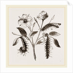 Caterpillars of Admirable Butterfly by Anonymous