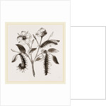 Caterpillars of Admirable Butterfly by Anonymous