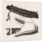 Caterpillars of Drinker and Angle-shades Moths by Anonymous