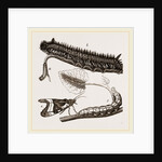 Caterpillars of Drinker and Angle-shades Moths by Anonymous