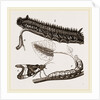 Caterpillars of Drinker and Angle-shades Moths by Anonymous