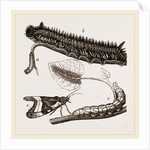 Caterpillars of Drinker and Angle-shades Moths by Anonymous