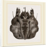 Labium of Caterpillar Goat-Moth by Anonymous